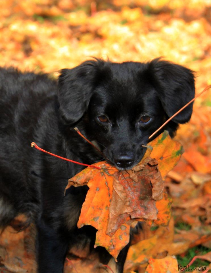 Herbstspiel