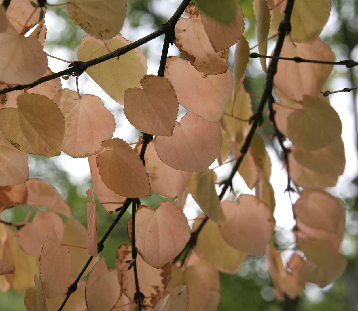 Herbstspiel