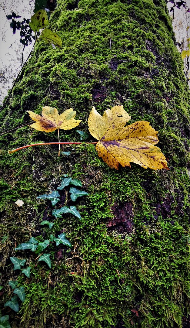 Herbst...Spiel mit den Farben