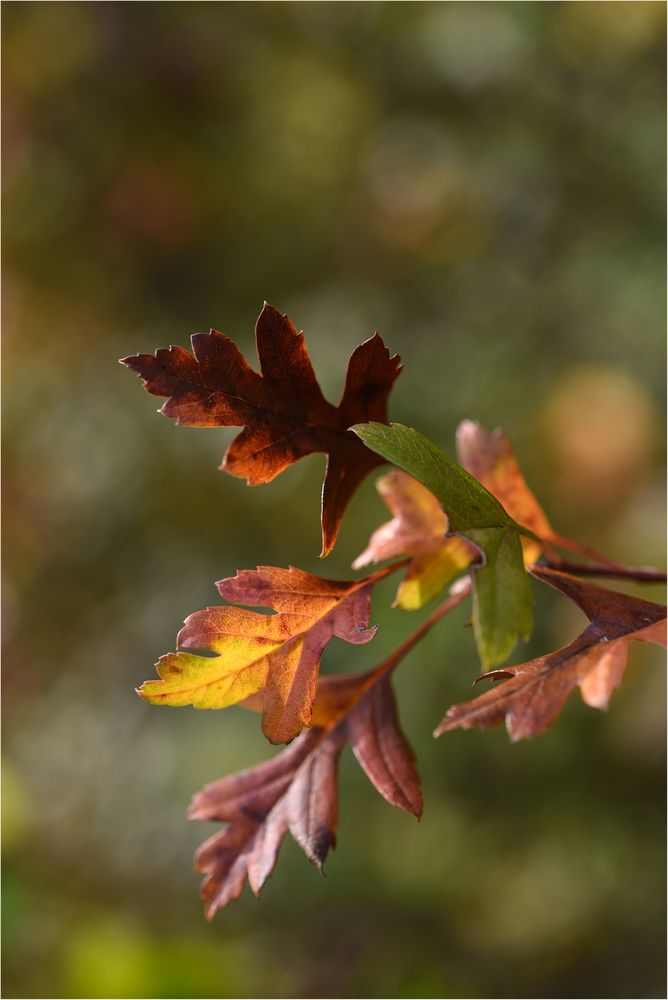 Herbstspiele - Nr. 10