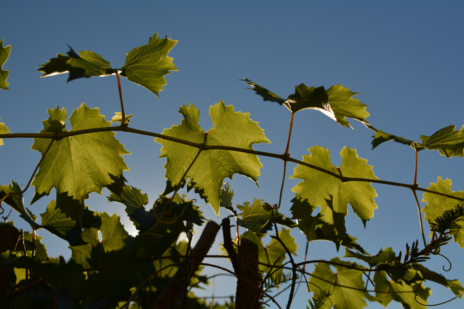 Herbstspielereien IV.