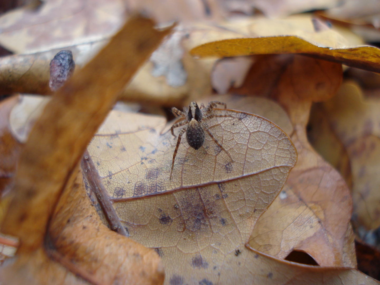 herbstspinne