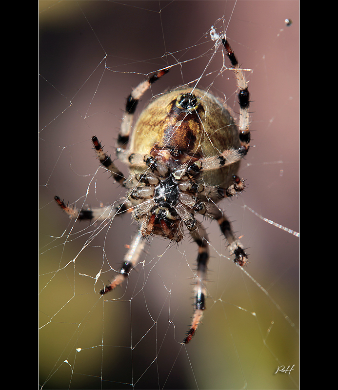 Herbstspinne