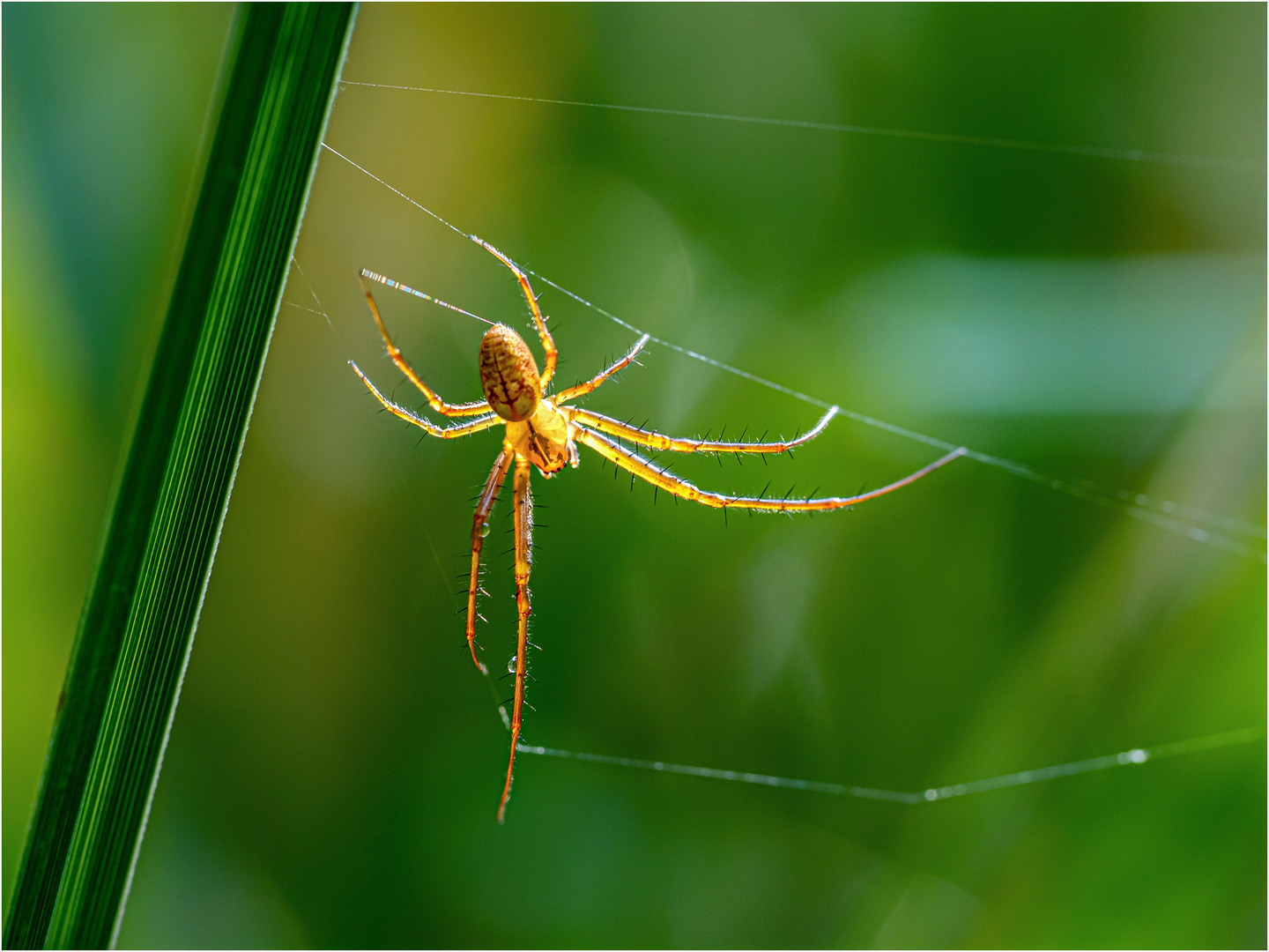 Herbstspinne