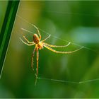 Herbstspinne