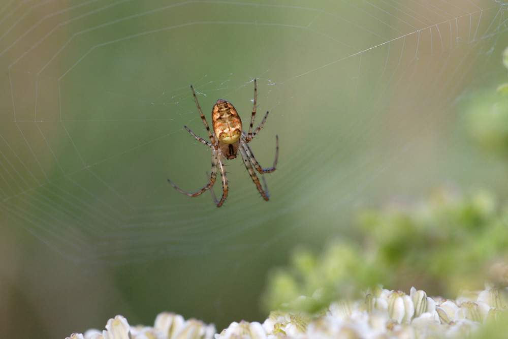 Herbstspinne