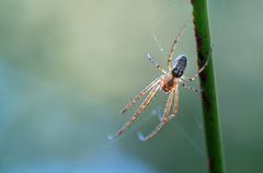 Herbstspinne