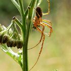 Herbstspinne