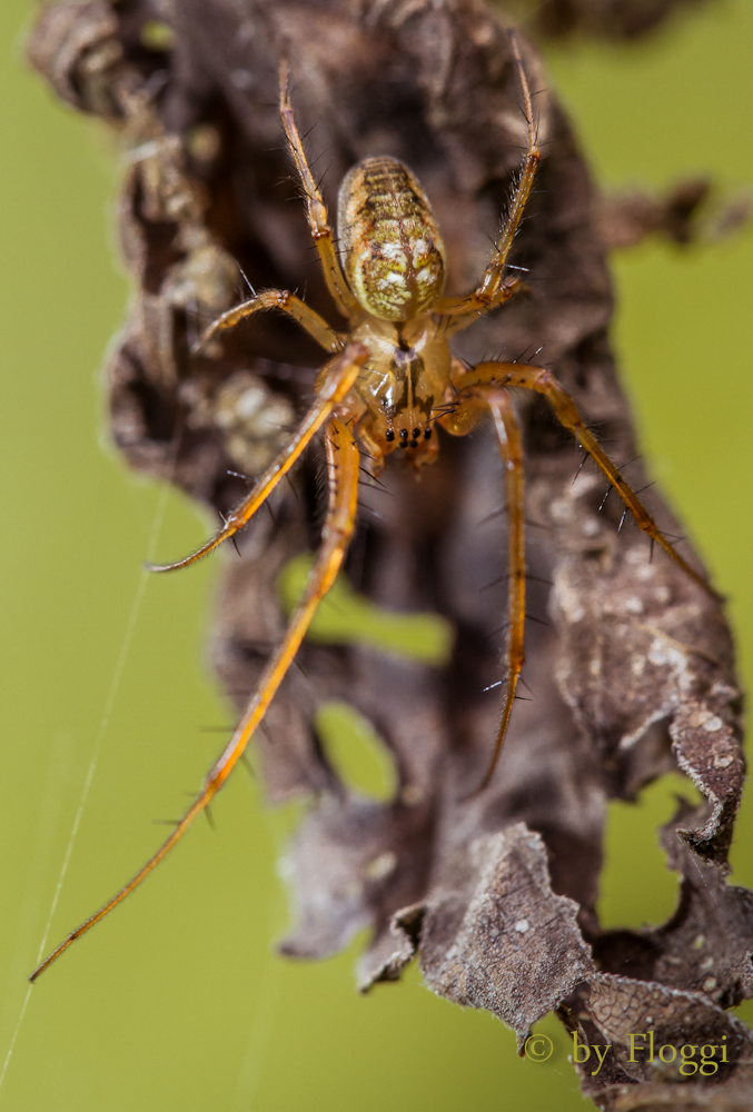 Herbstspinne