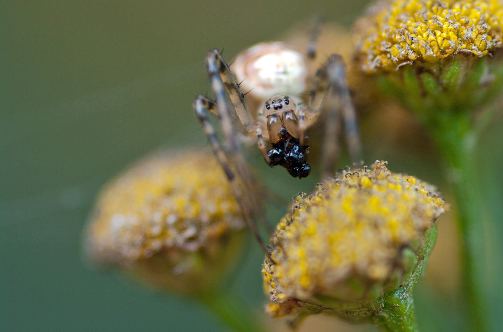 Herbstspinne