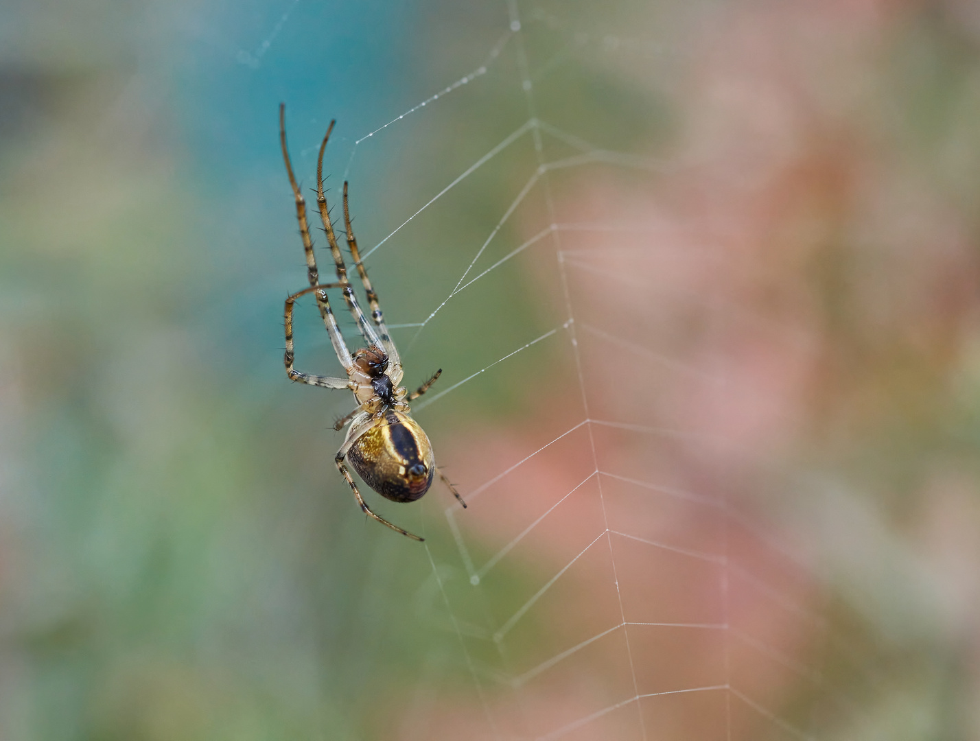 Herbstspinne