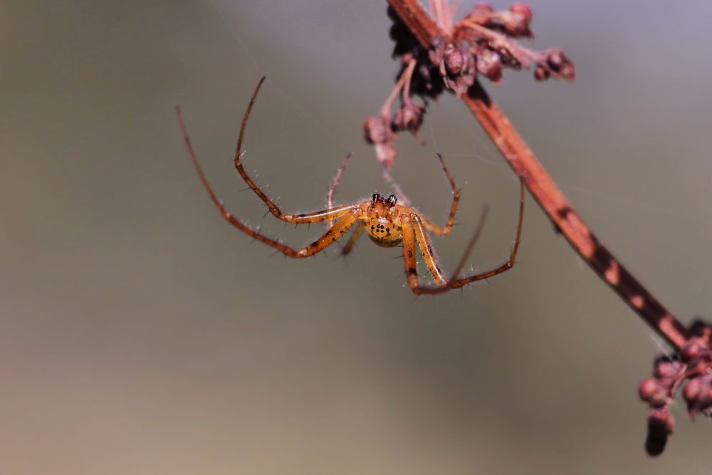 Herbstspinne