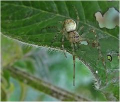 Herbstspinne