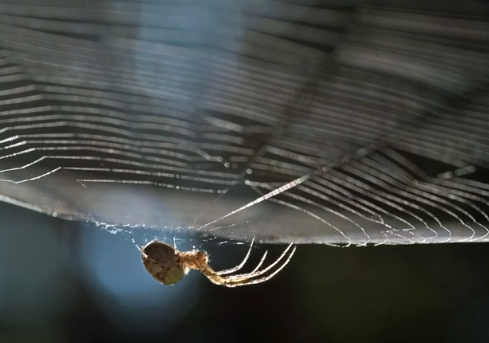 Herbstspinne..