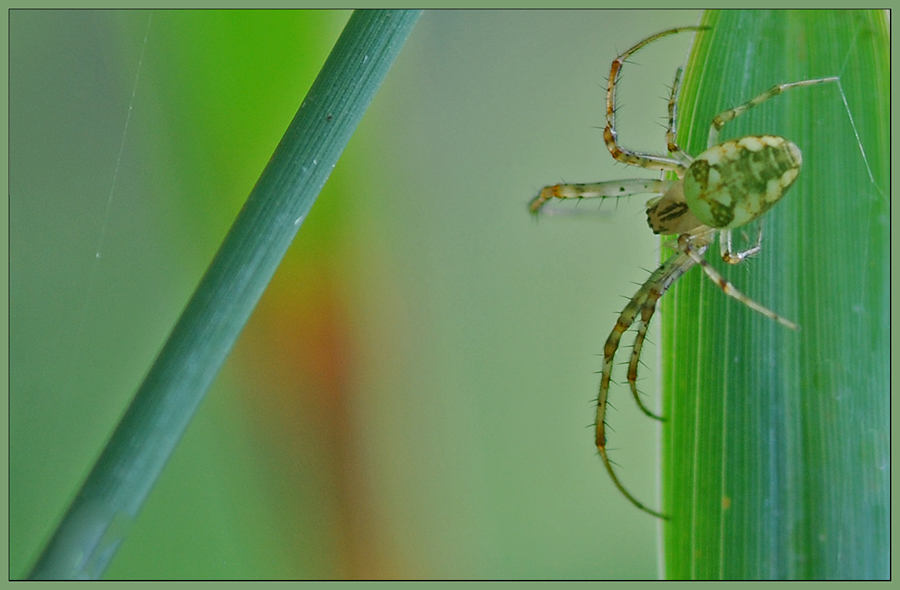 Herbstspinne