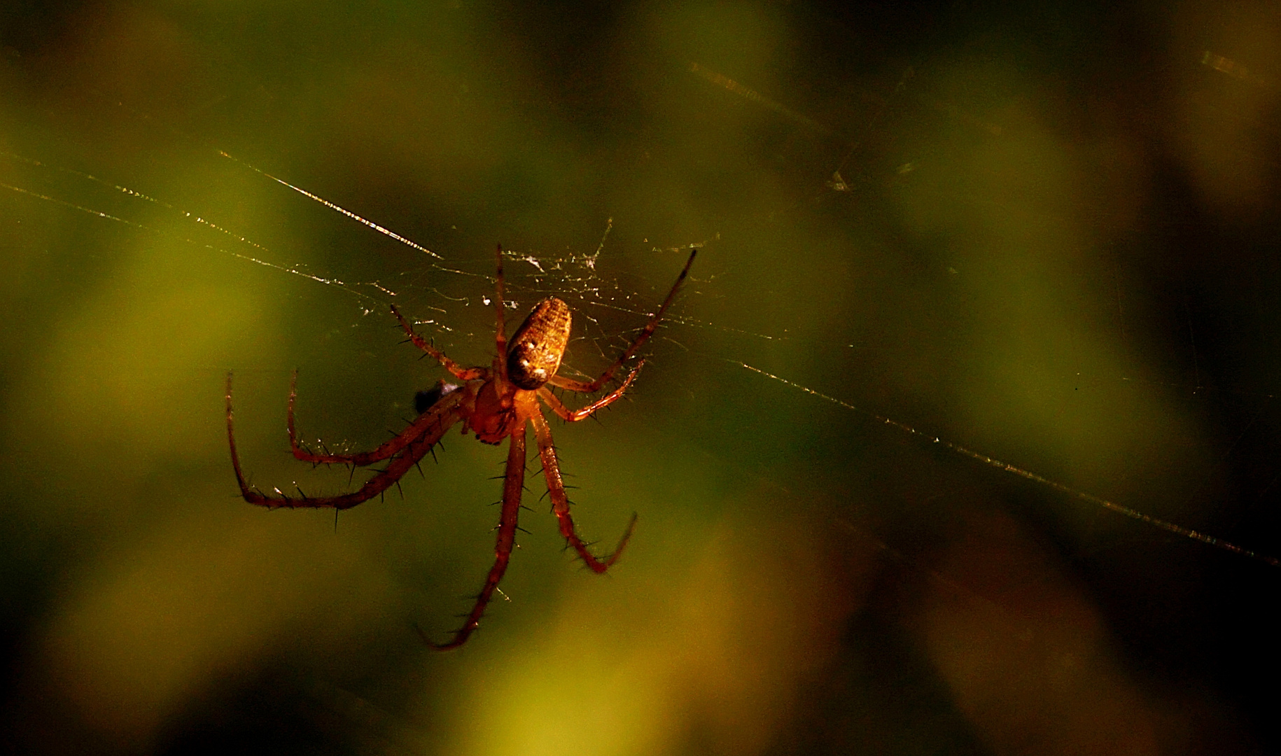 Herbstspinne