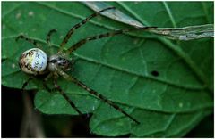 Herbstspinne