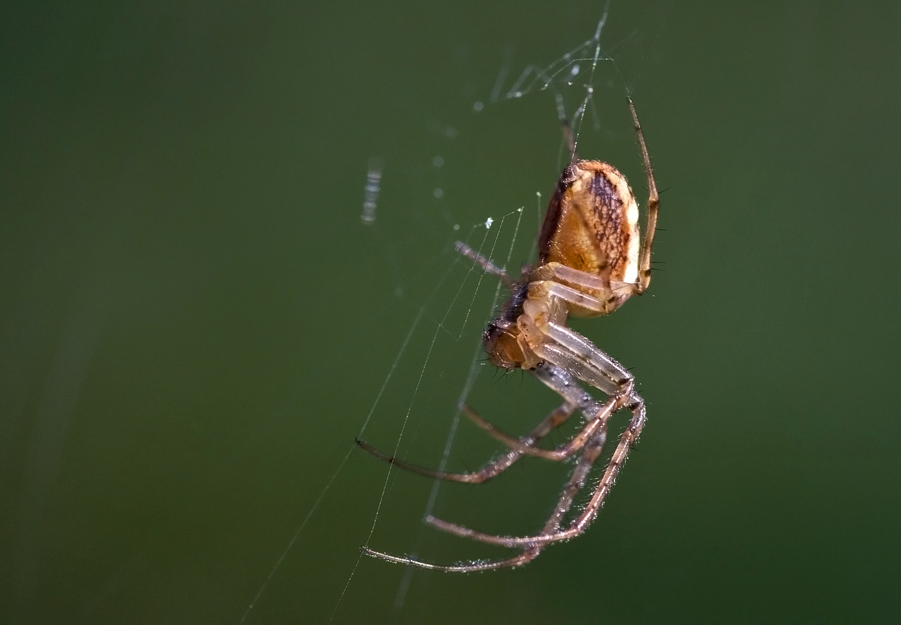 Herbstspinne