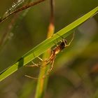 Herbstspinne