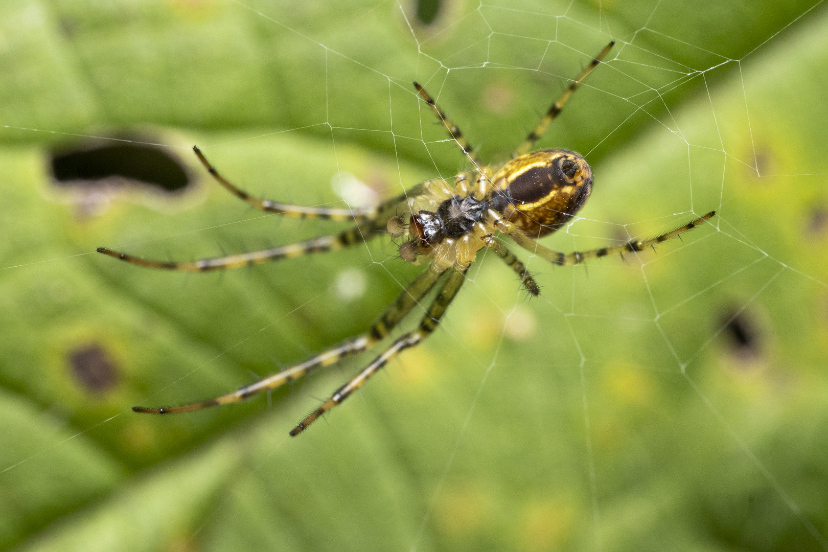 Herbstspinne