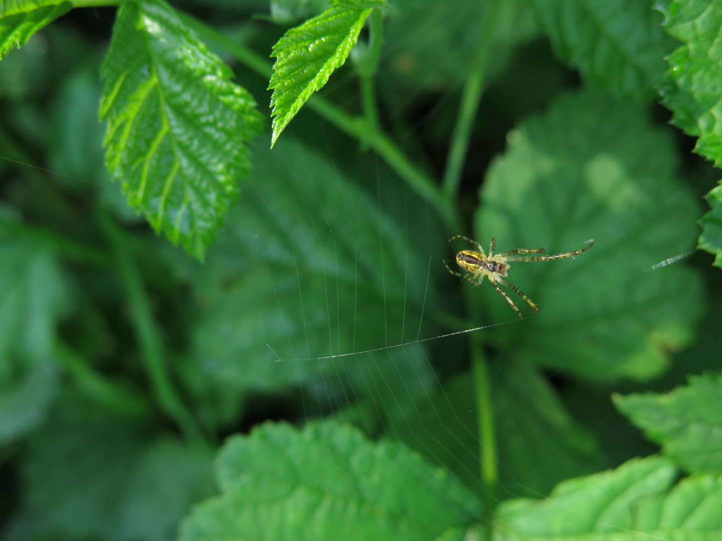 Herbstspinne