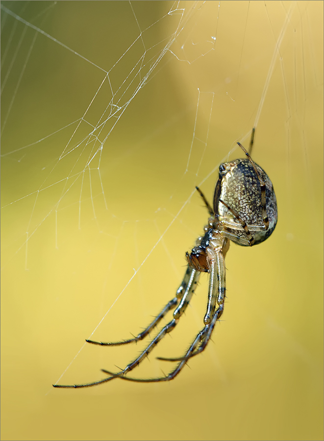 Herbstspinne