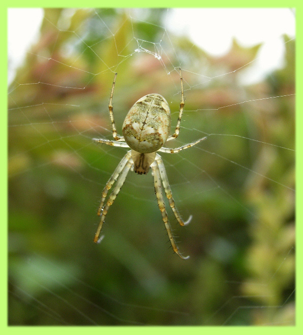 Herbstspinne