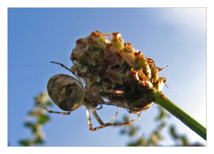 Herbstspinne