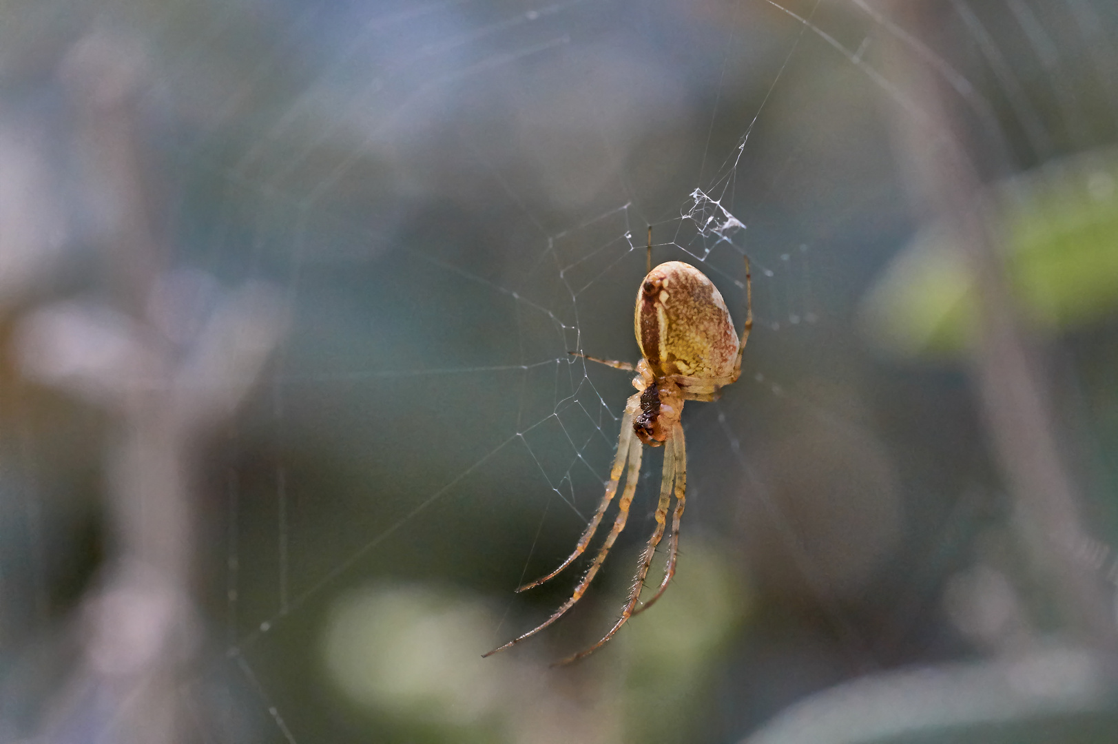 Herbstspinne 