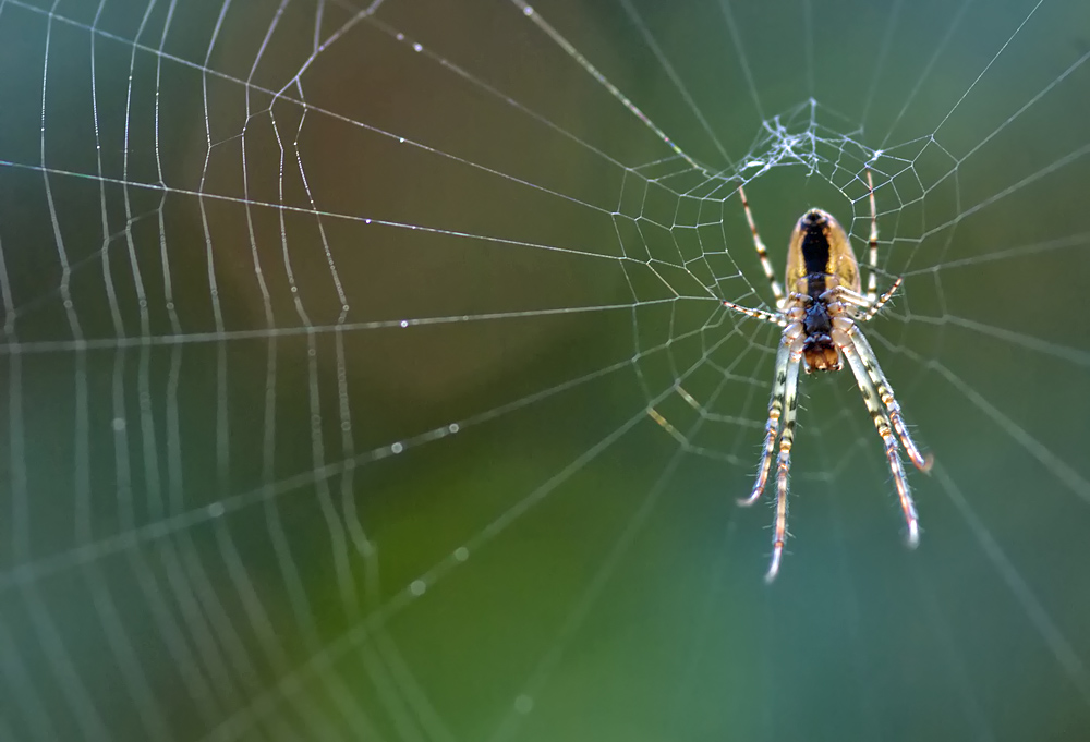 Herbstspinne