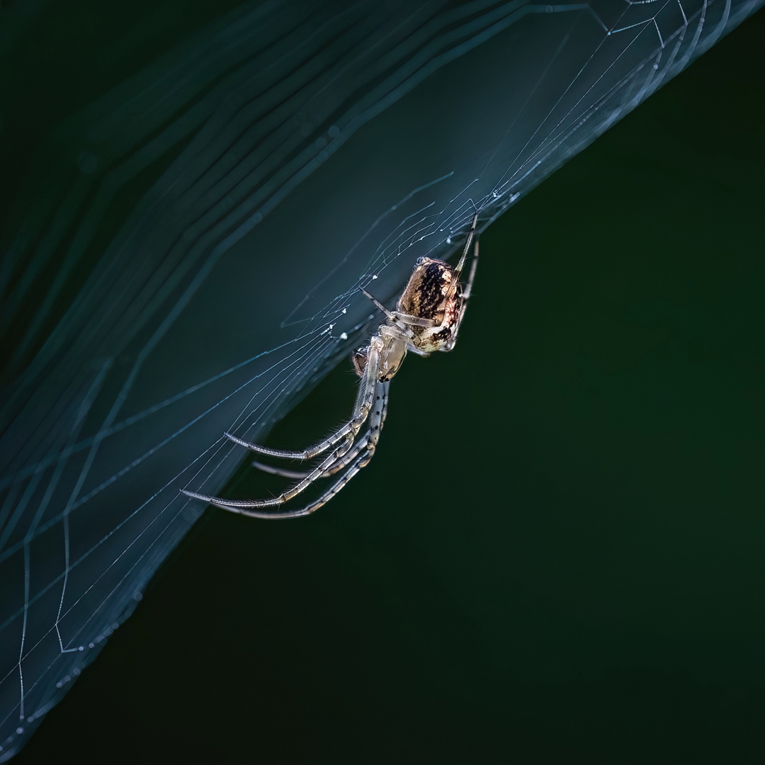 Herbstspinne im Netz