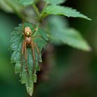 Herbstspinne (Metellina segmentata) ??