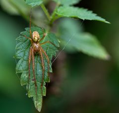 Herbstspinne (Metellina segmentata) ??