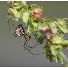 Herbstspinne (Metellina segmentata)