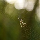 Herbstspinne (metellina segmentata)