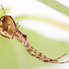 Herbstspinne (Metellina segmentata) - long-jawed spider (Metellina segmentata)