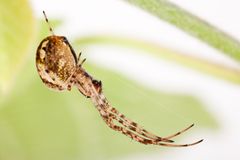 Herbstspinne (Metellina segmentata) - long-jawed spider (Metellina segmentata)