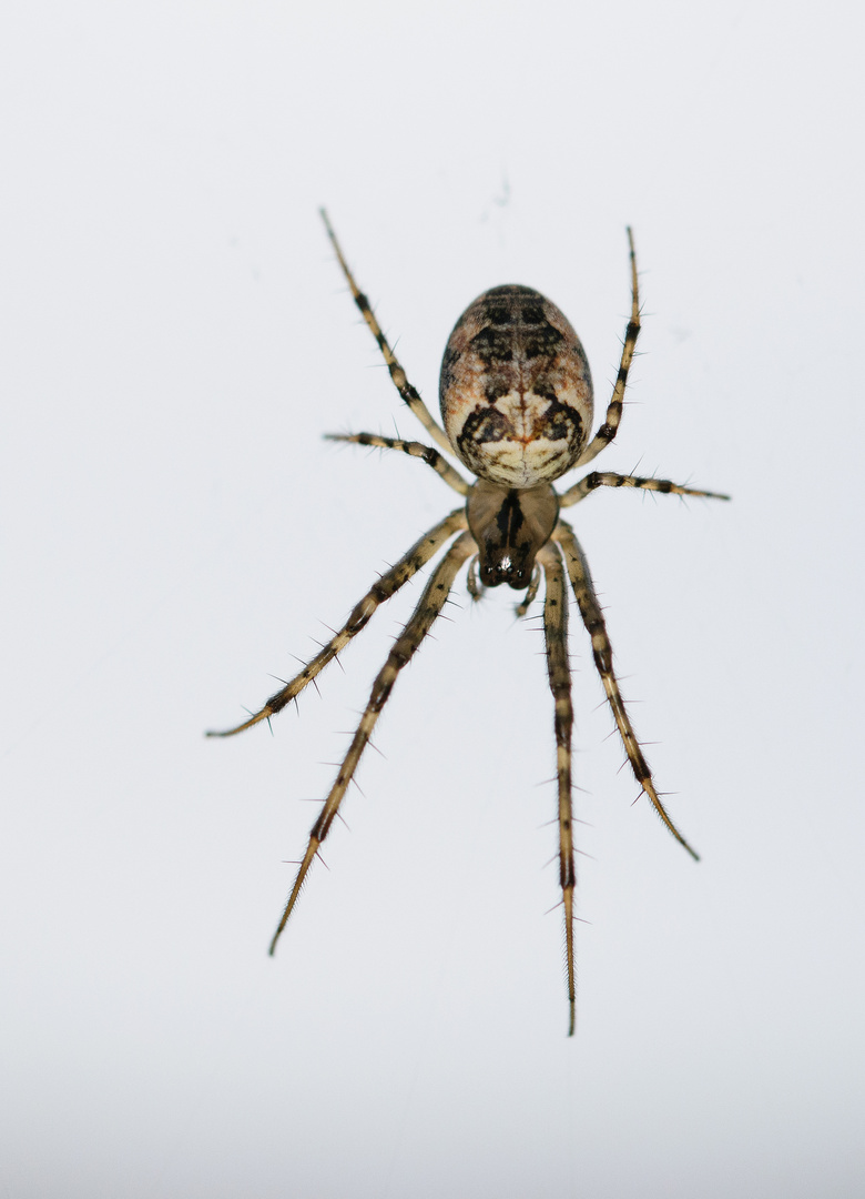 Herbstspinne (Metellina segmentata), yellow orb weaver spider