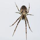 Herbstspinne (Metellina segmentata), yellow orb weaver spider