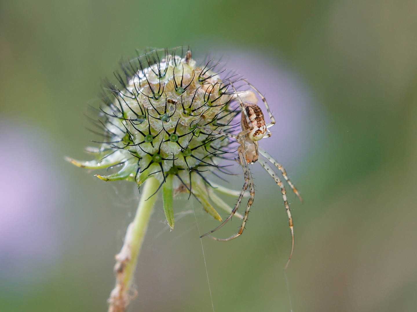 Herbstspinne ( Metellina spec.)