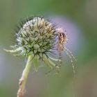 Herbstspinne ( Metellina spec.)