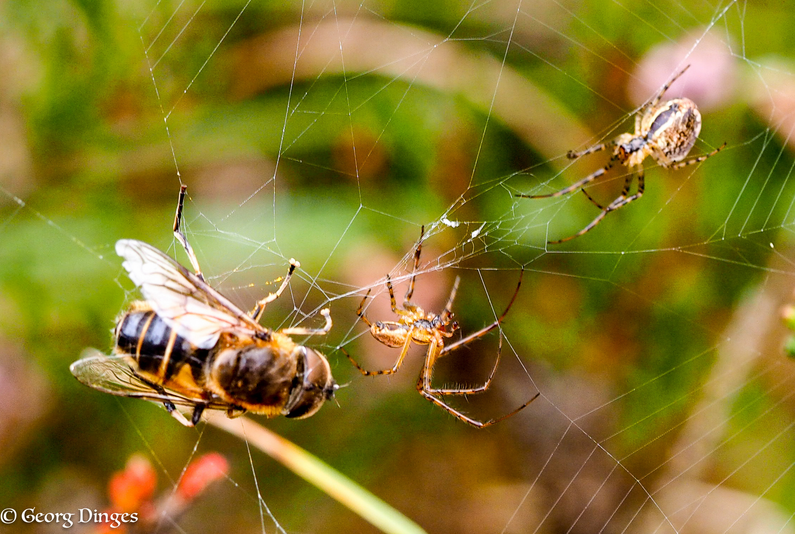 Herbstspinne mit Beute  Bornholm 2019