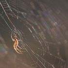 herbstspinne - spinnenherbst