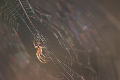 herbstspinne - spinnenherbst