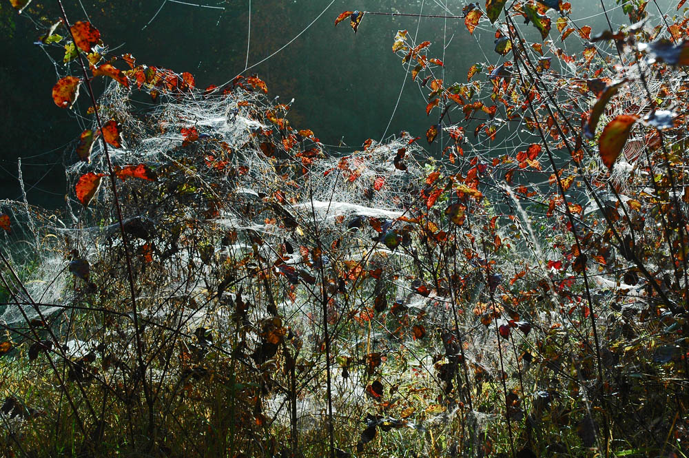 Herbstspinnereien