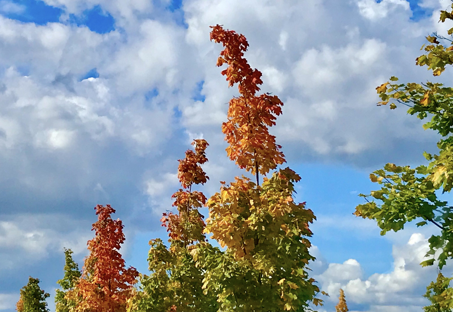 Herbstspitzen