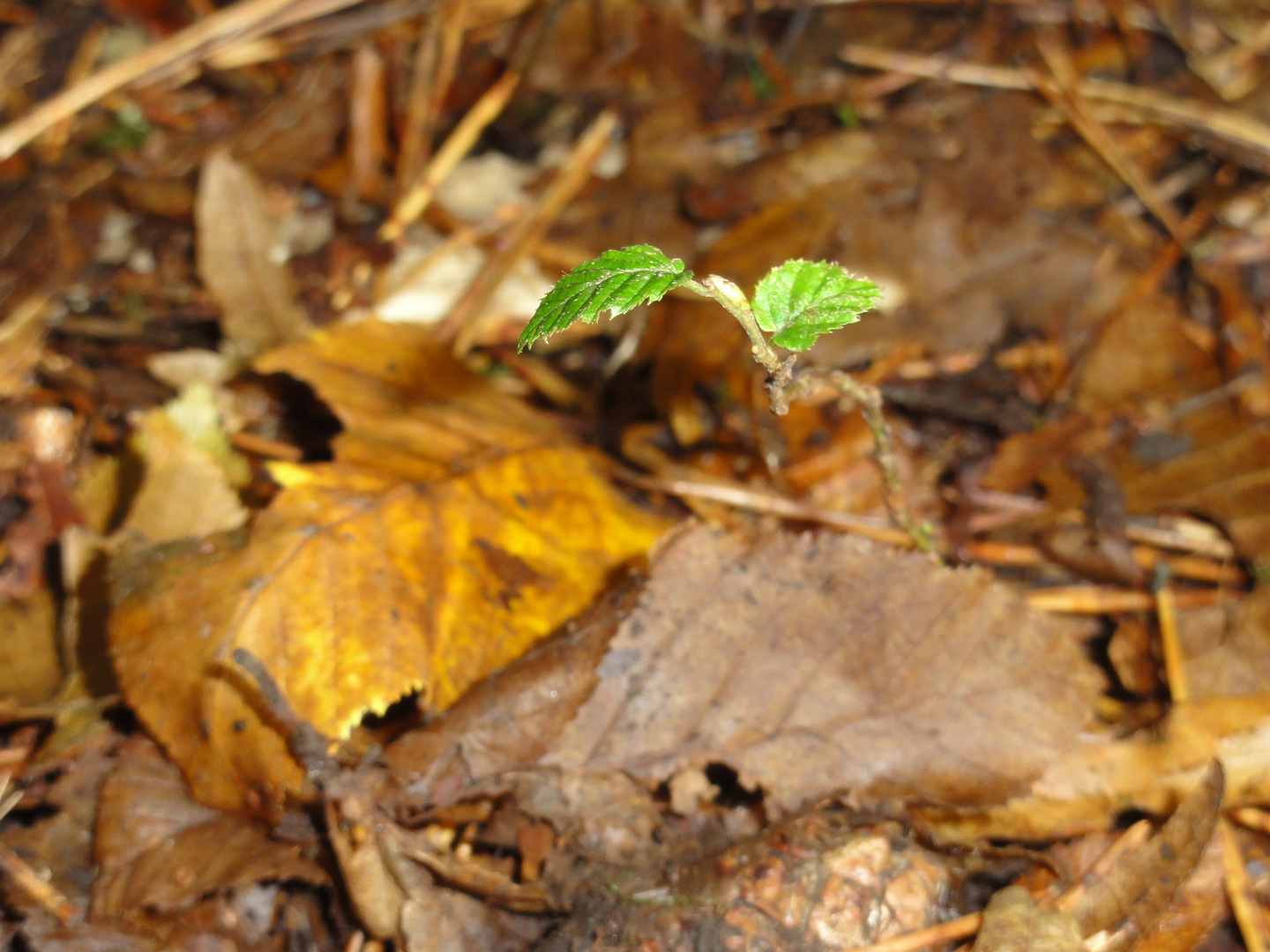 Herbstsprössling im Wald