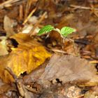 Herbstsprössling im Wald