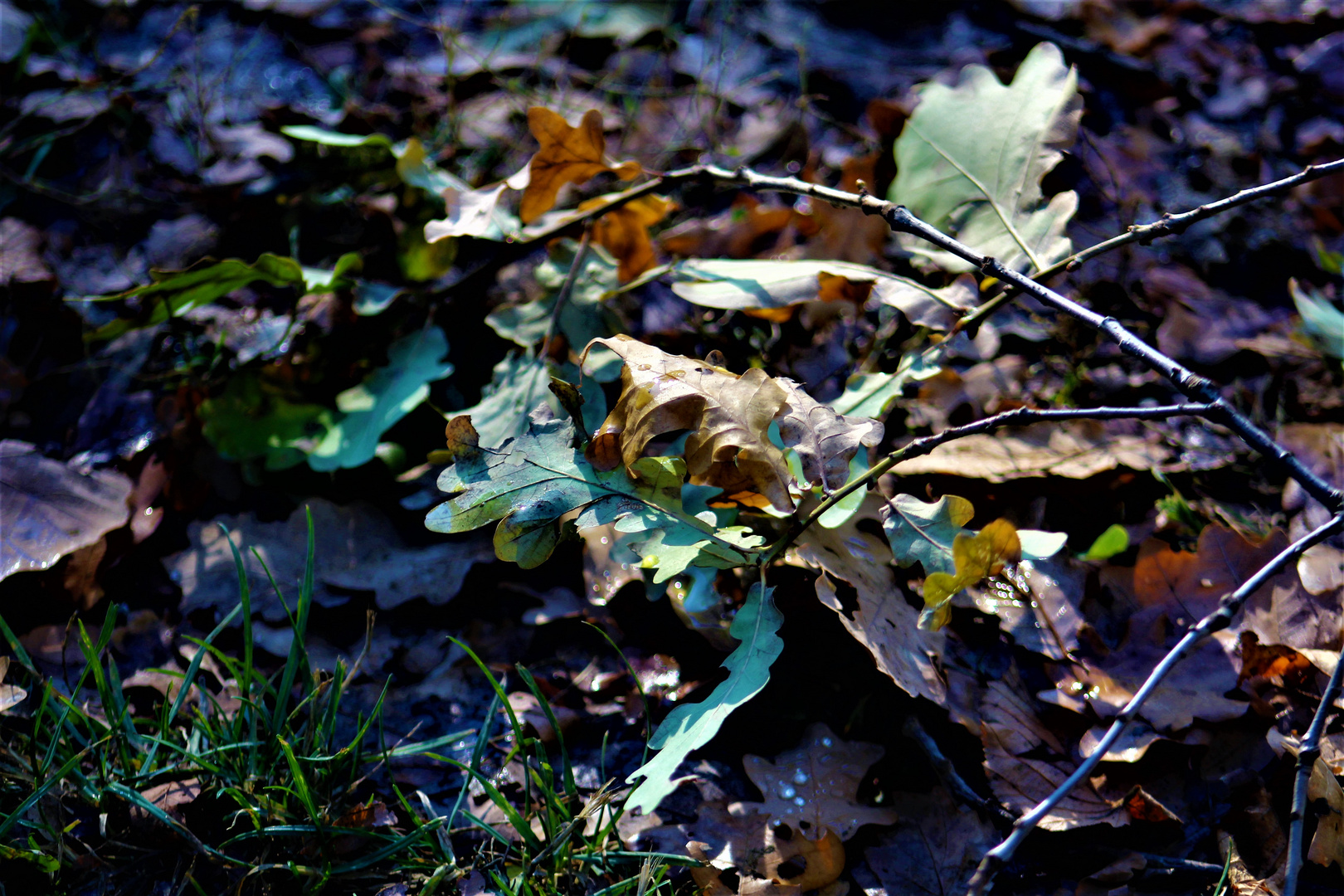 Herbstspuren