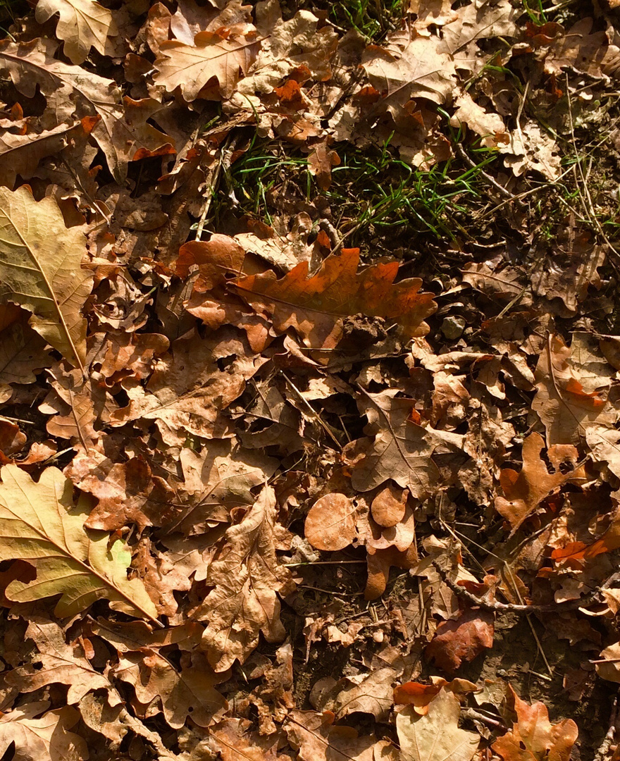 Herbstspuren